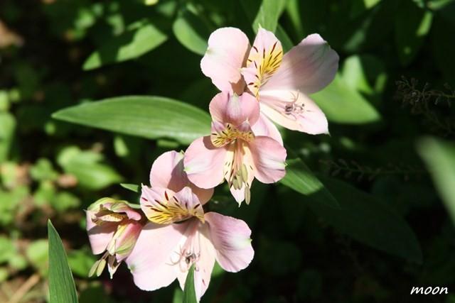 alstroemerija