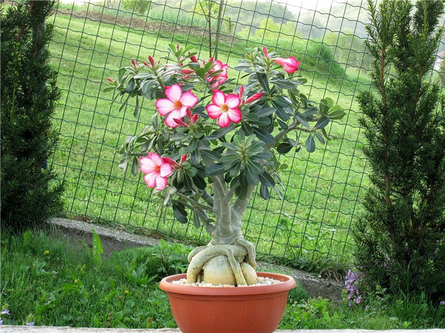 Adenium obesum