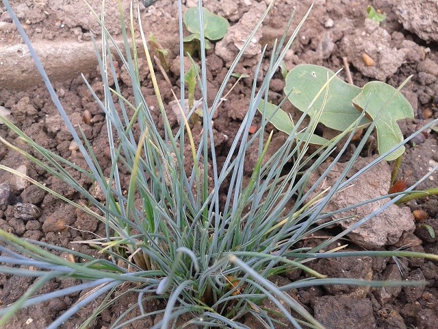 festuca