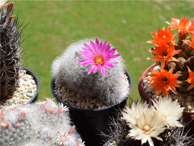 mammillaria guelzowiana