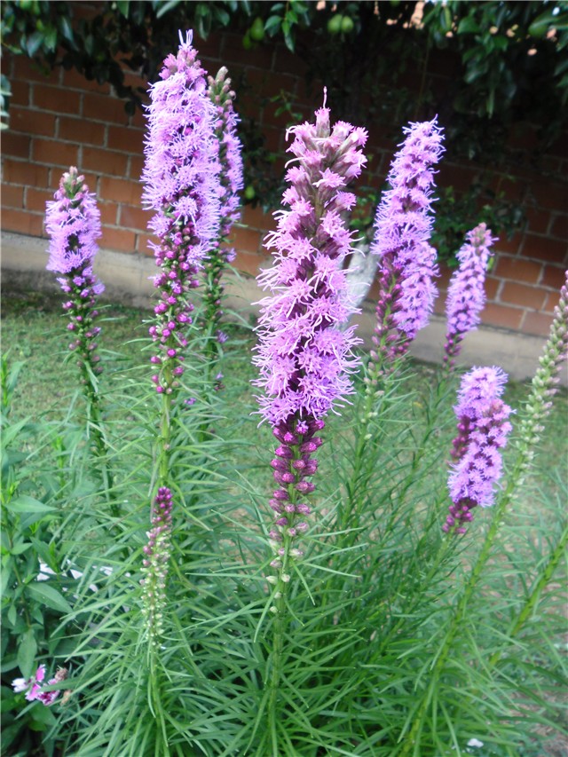 liatris