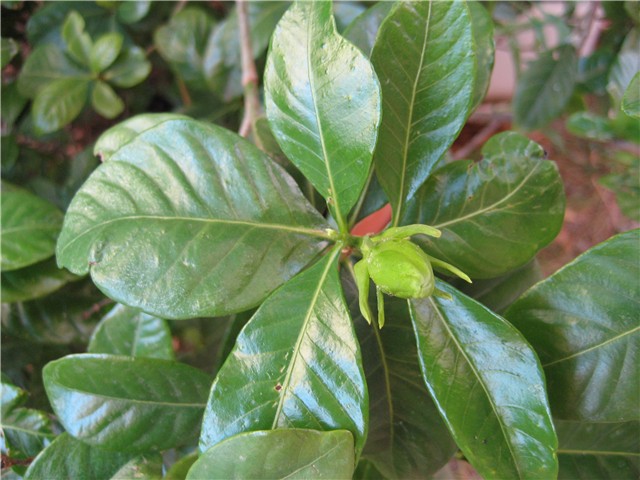 gardenija