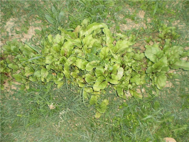 cikla