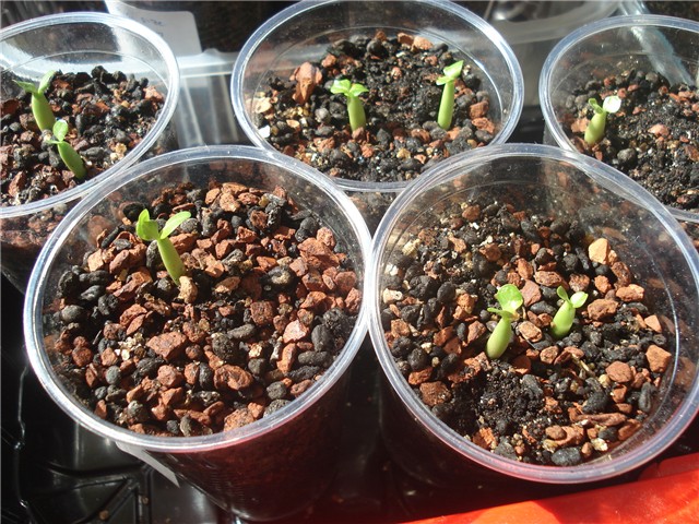 adenium