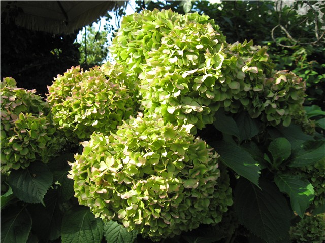 hortenzije