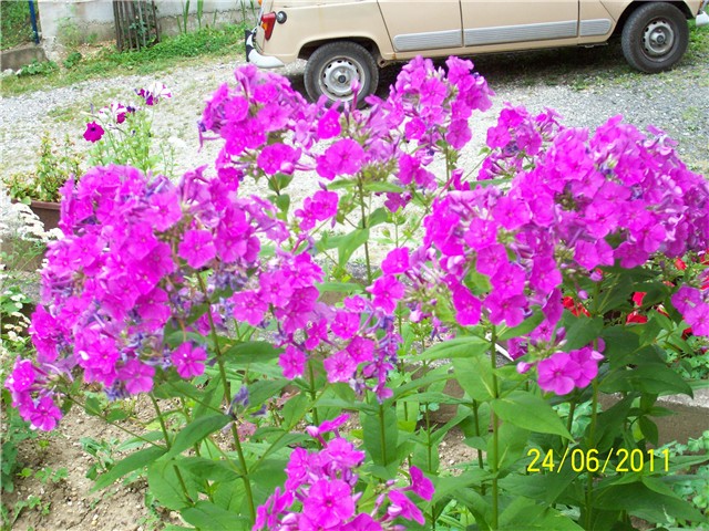 Phlox visoki ljubičasti