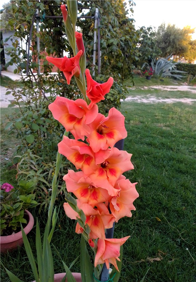 Gladiola