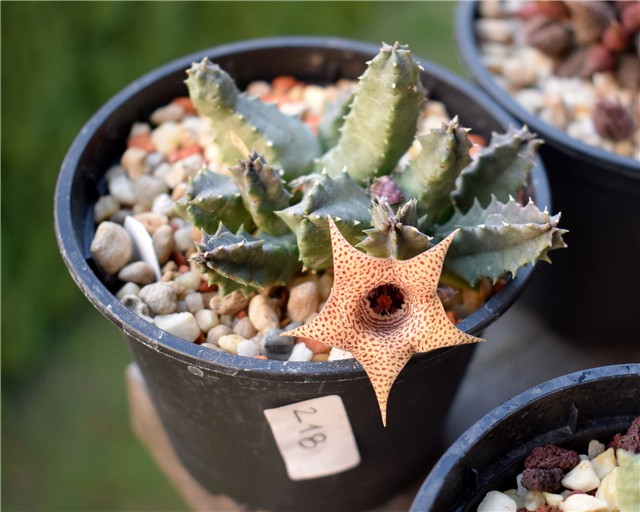 Huernia piersi