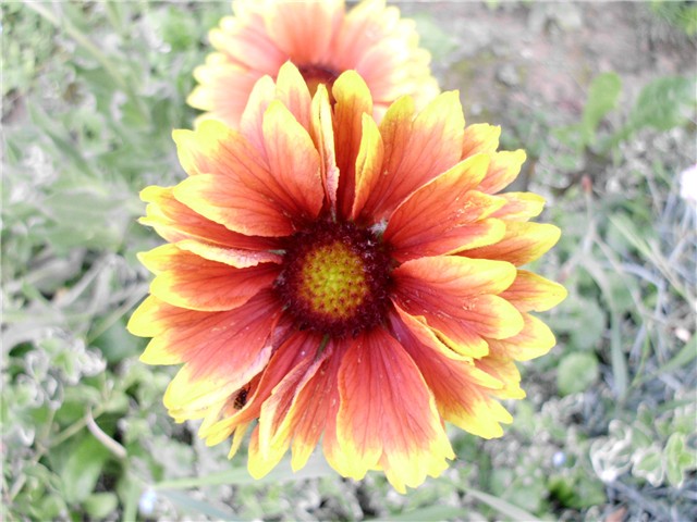 gaillardia