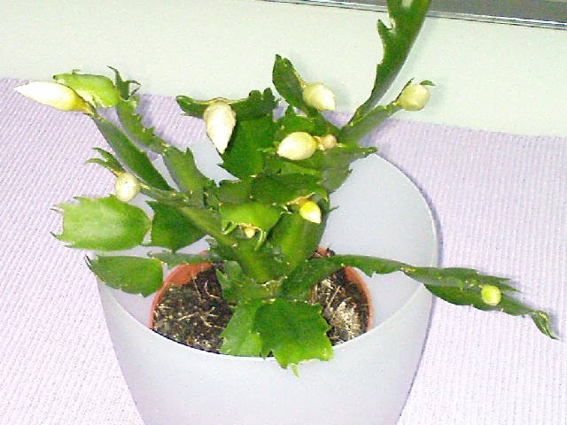 Božićni kaktus (Zygocactus)