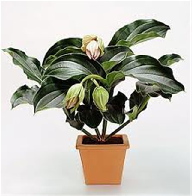 Medinila magnifika