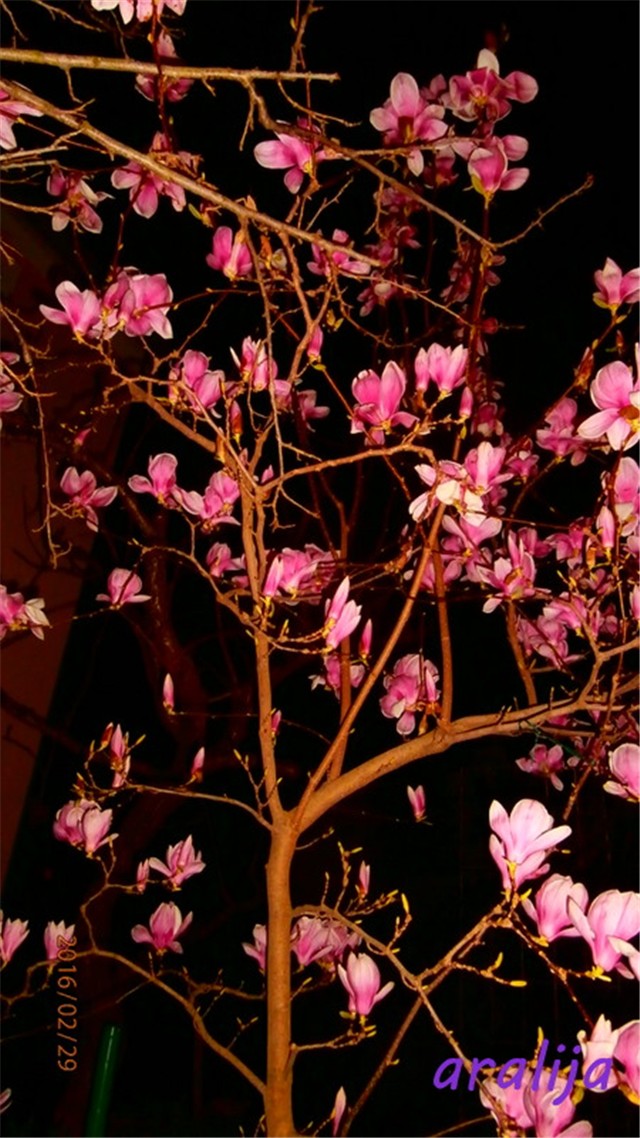 magnolija a