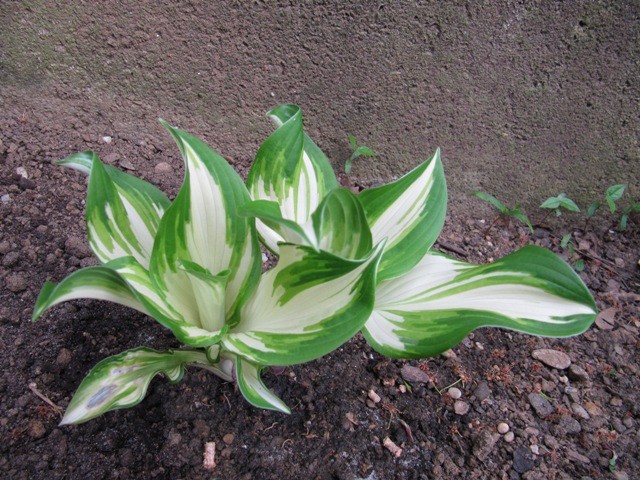 Hosta