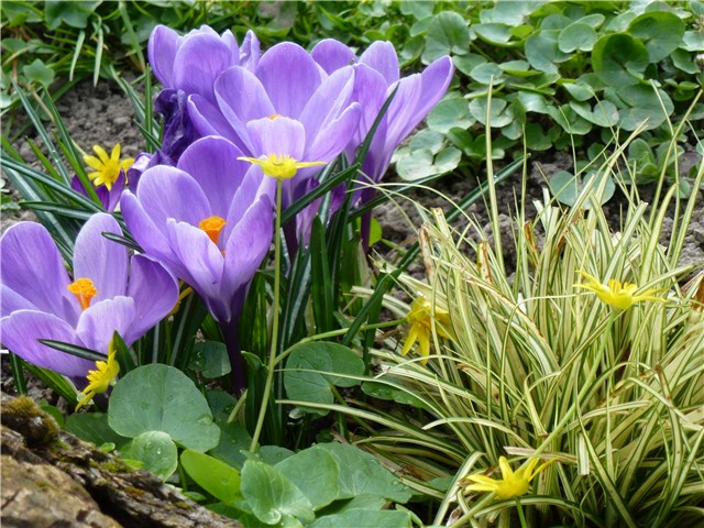 Crocus Remembrance