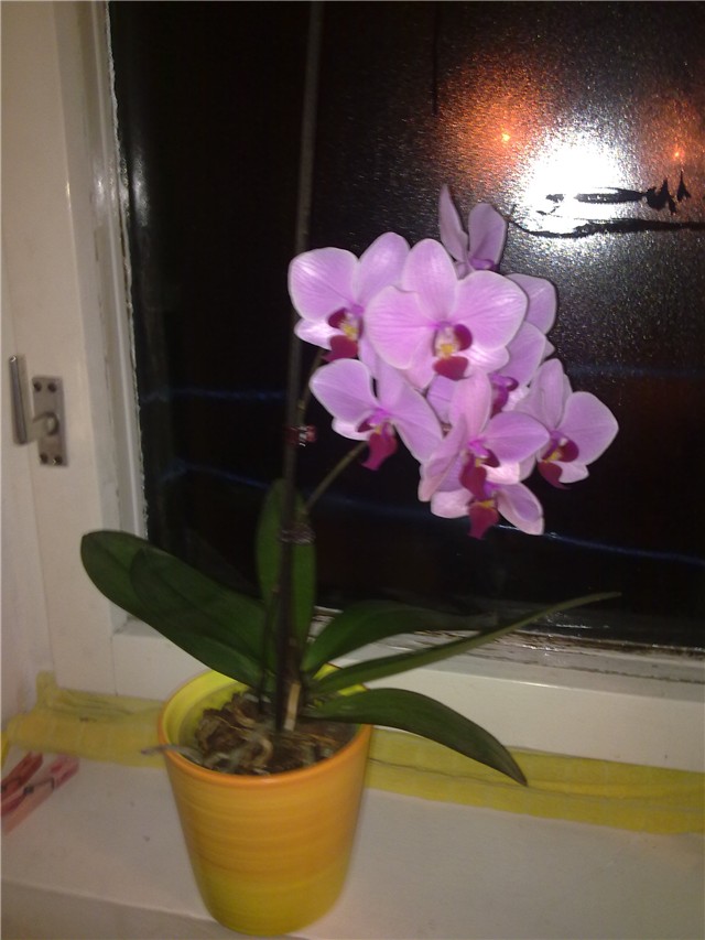 Phalaenopsis ljubičasti 2011