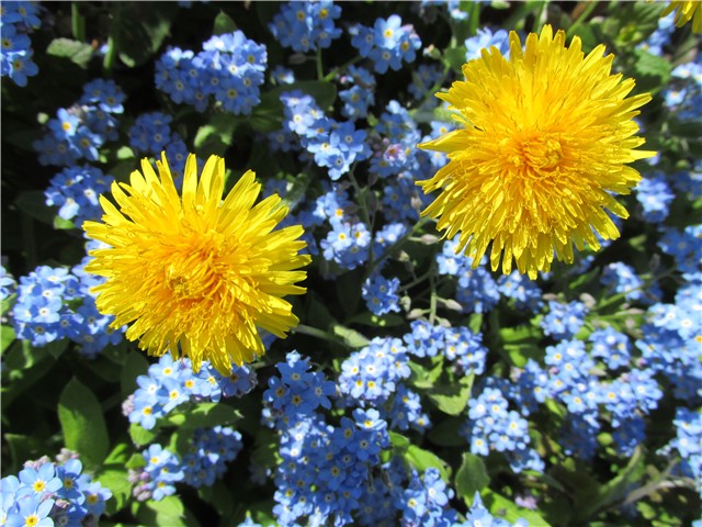 2 maslačka i potočnice