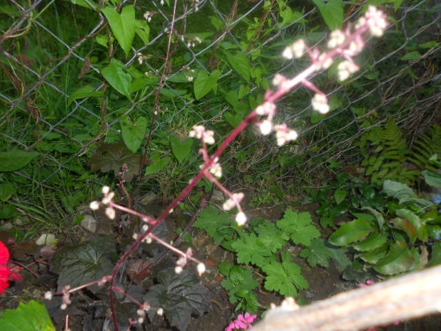 heucera cvat