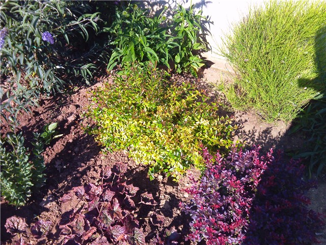 Abelia grandiflora
