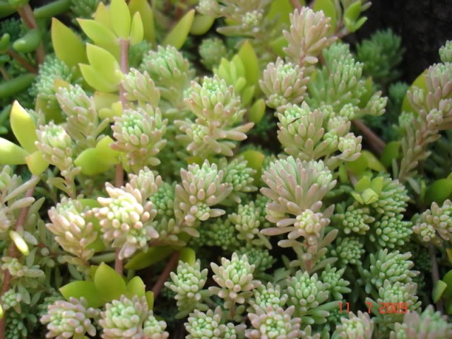 sedum