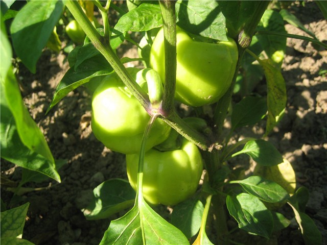 Paprika babura