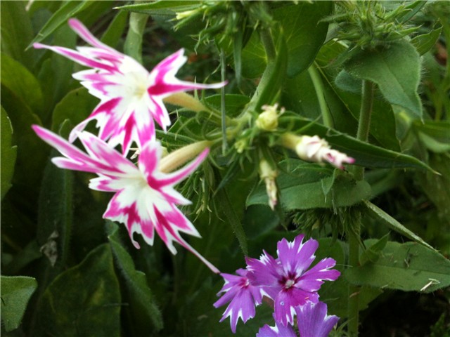 phlox