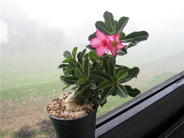 Adenium obesum sijanci ožujak 2012