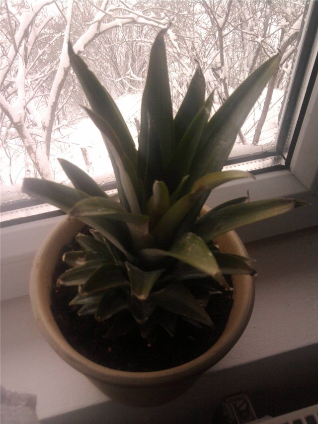 ananas