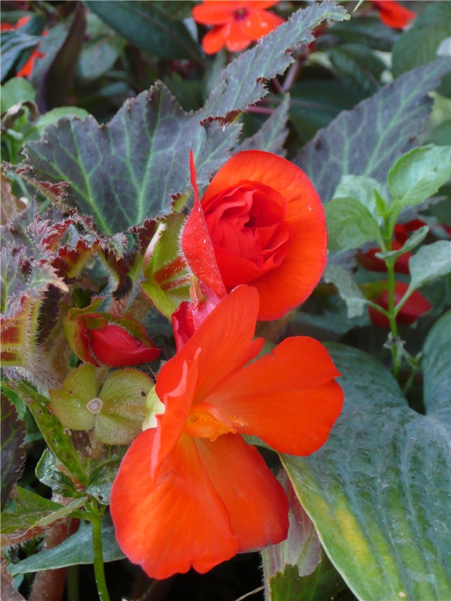 begonia