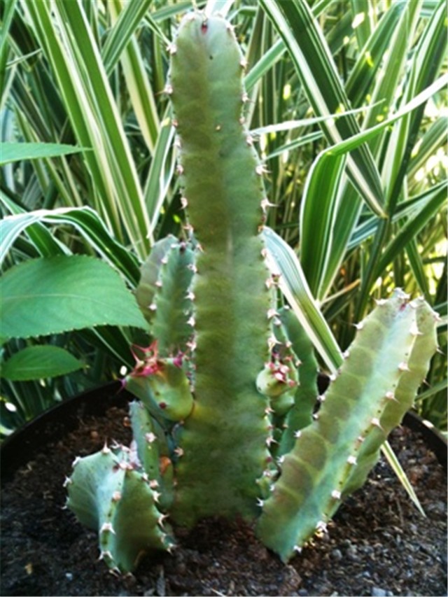 kaktus