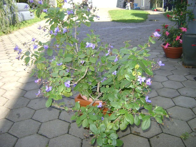 clerodendum