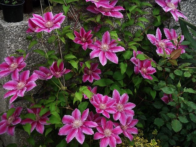 clematis