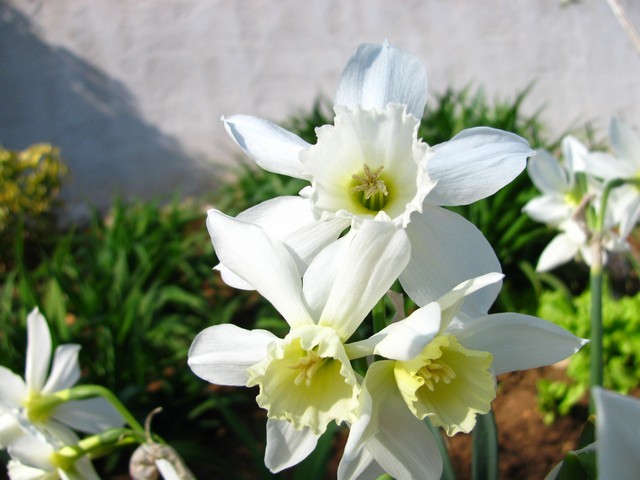 Narcissus 