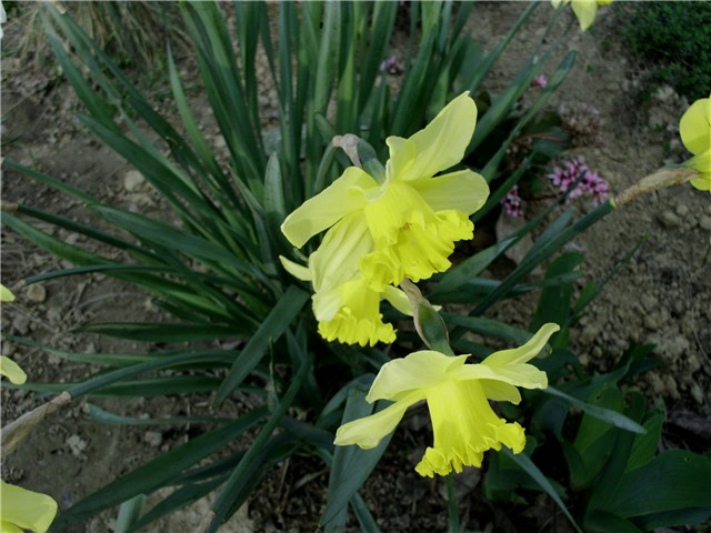 narcisi