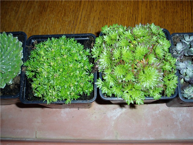 sukulenta