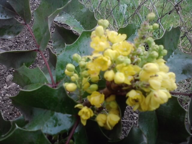 mahonia novo