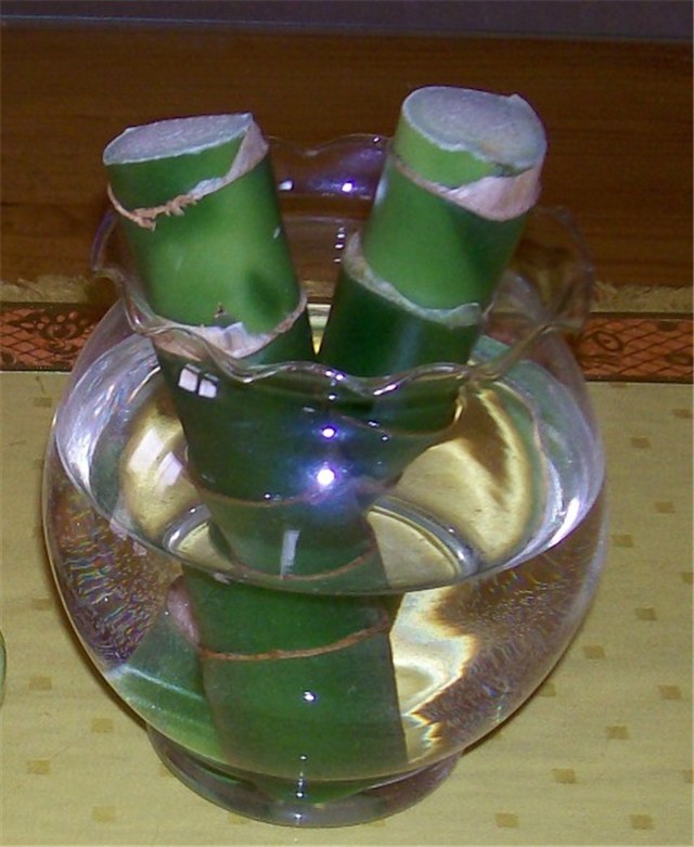 Moje biljčice