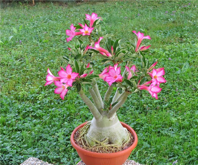 Adenium arabicum