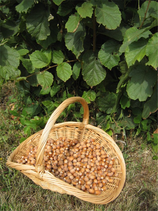 lješnjaci