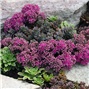 Sedum Ewersii