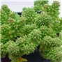 sukulent Sedum Borchii Sport