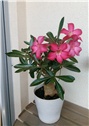 adenium