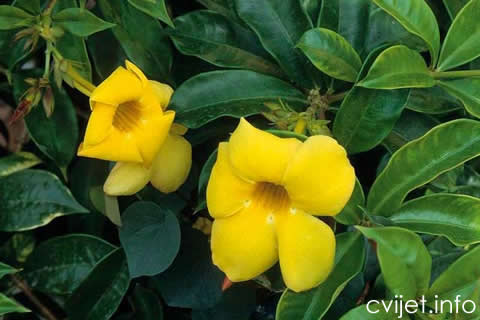 Allamanda 1.jpg