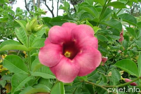 Allamanda 2.jpg