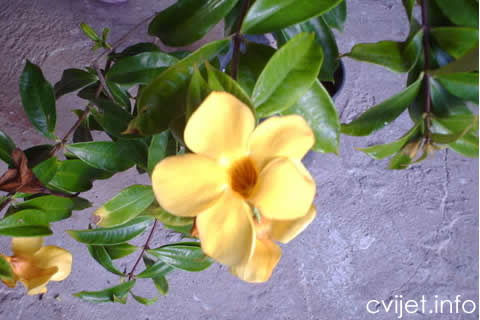 Allamanda 3.jpg