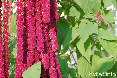 Amaranthus1.jpg