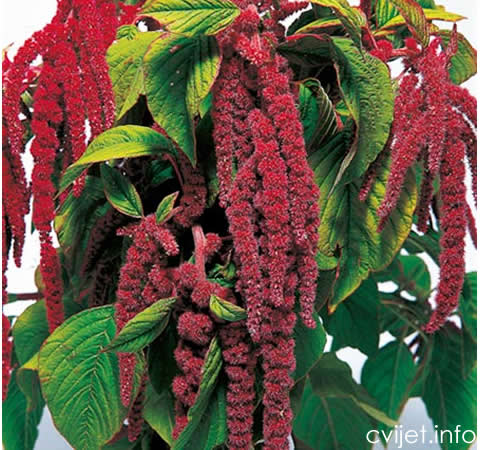 Amaranthus2.jpg