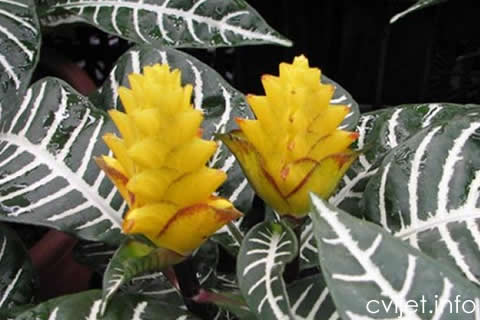 Aphelandra.jpg