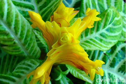 Aphelandra1.jpg