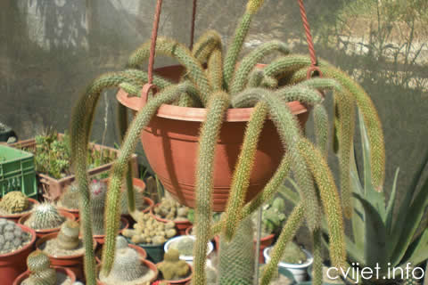 Aporokaktus, Zmijski kaktus3.jpg