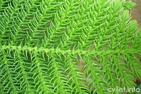 Araucaria1.jpg